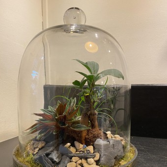 Terrarium cloche 