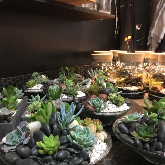 jardin de plantes grasses